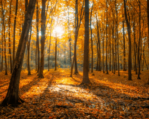 Autumn Newsletter 2025